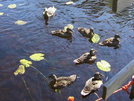 映画『かもめ食堂』ロケ地めぐり半日観光ツアー＜午前／月・金／日本語／ヘルシンキ発＞