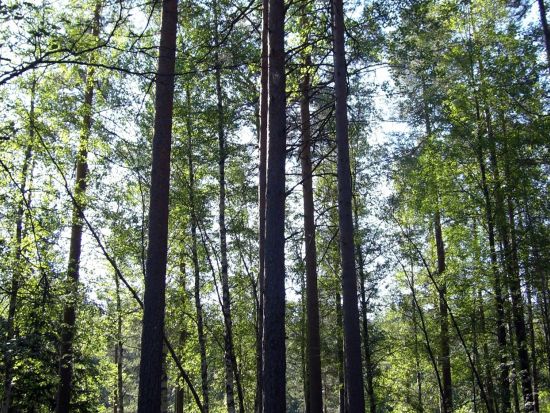 映画『かもめ食堂』ロケ地めぐり半日観光ツアー＜午前／月・金／日本語／ヘルシンキ発＞