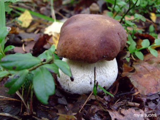 【春夏限定】フィンランドの森散策ツアー 深緑の爽やかな森を探検！＜5～9月／日本語／昼食付／ヘルシンキ発＞