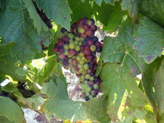 リオハ地方　ワイナリー2軒＋アロ自由散策　1日ツアー＜日本語ガイド選択可／専用車／サン・セバスチャン発着＞