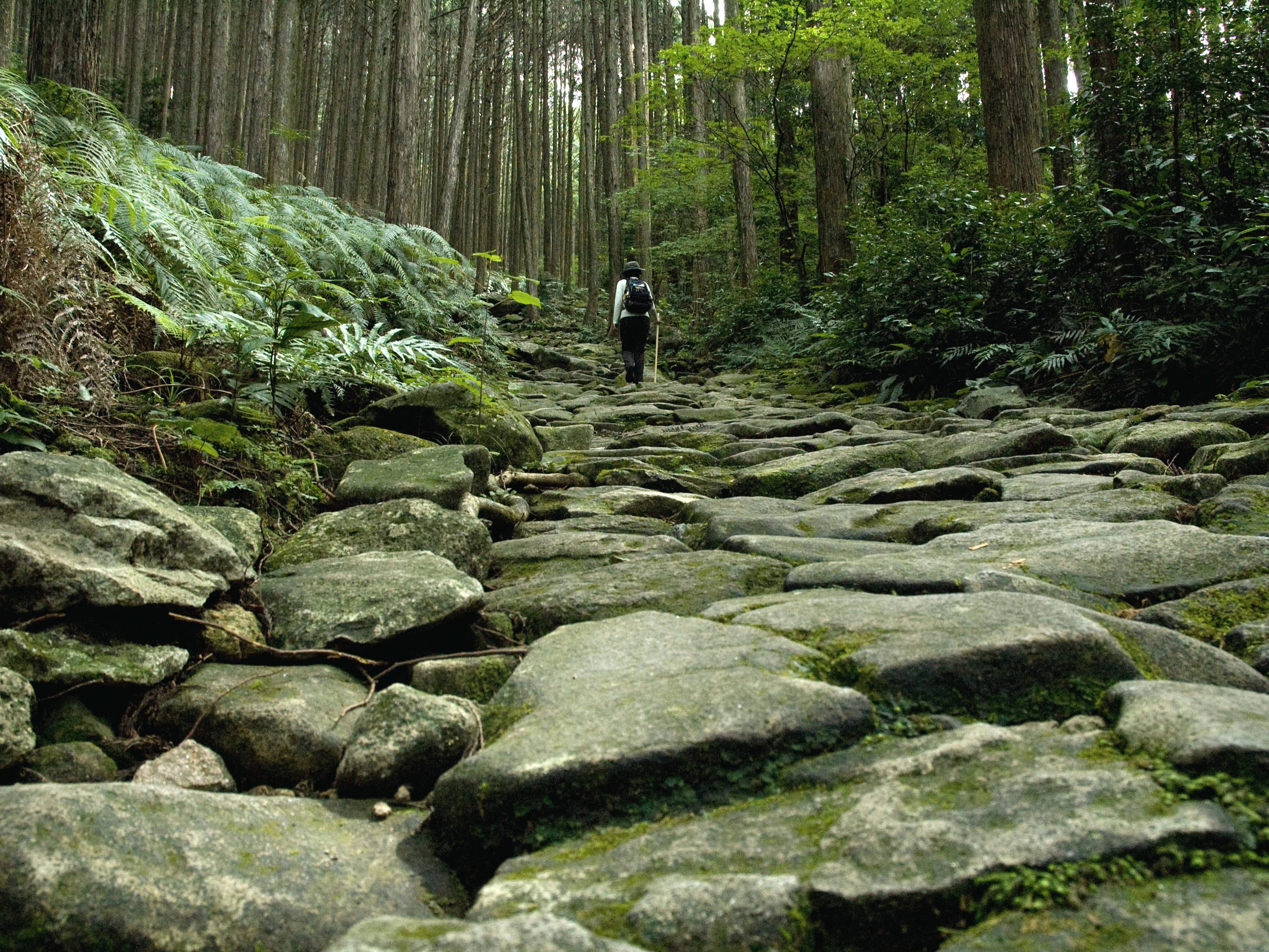 世界遺産 熊野古道・伊勢路 貸切エコツアー 地域で守る馬越峠の美しい