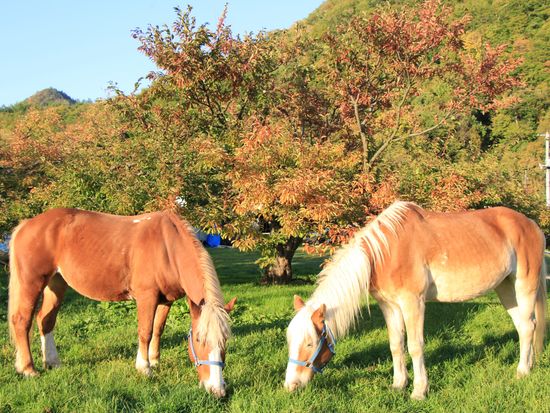 ワイルドムスタングス1