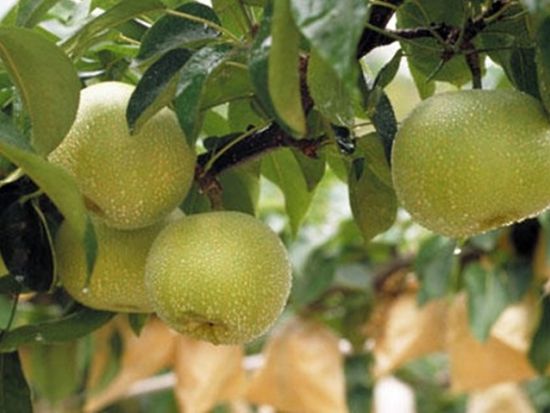 貸切観光タクシー 果物狩りツアー＜3時間／1-4名／鳥取駅発＞4名参加で1名4,227円～ byサービスタクシー 