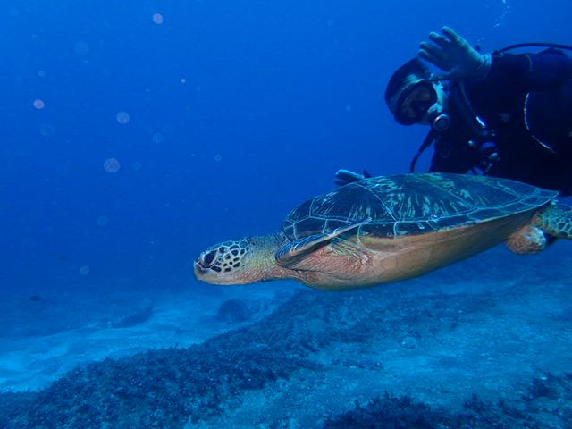 ダイビング | 伊豆諸島・小笠原諸島 旅行の観光・オプショナルツアー