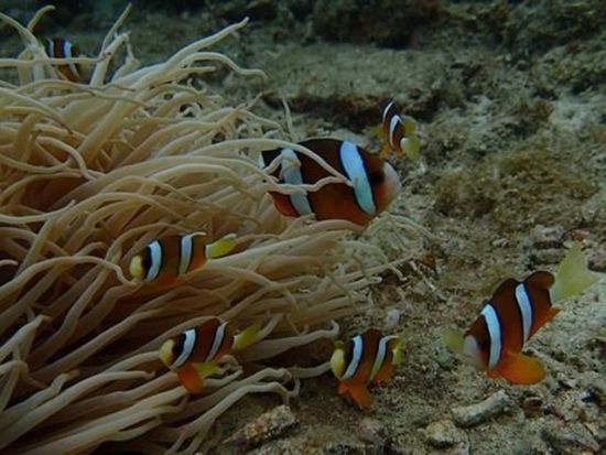 体験ダイビング 勝浦の海で思い出に残る半日体験＜勝浦市＞by ランニングバード