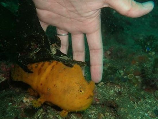 ファンダイビング 伊豆北川（ほっかわ）の青く澄んだ海で魚たちと広々満喫＜ボート／1～3ダイブ＞by ダイブ グリーンの写真5