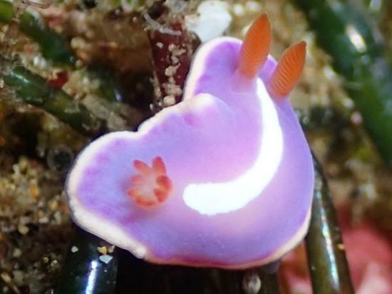 体験ダイビング 伊豆北川（ほっかわ） 海をのぞきたいけど不安な方でも信頼サポートで安心＜ビーチ／1ダイブ＞by ダイブ グリーン