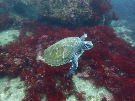 ファンダイビング 伊豆北川（ほっかわ）の青く澄んだ海で魚たちと広々満喫＜ボート／1～3ダイブ＞by ダイブ グリーン