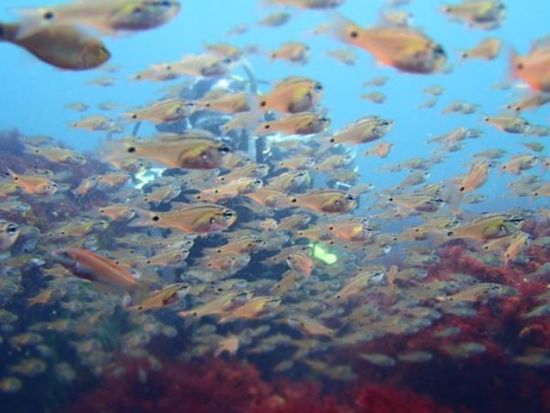 体験ダイビング 伊豆北川（ほっかわ） 海をのぞきたいけど不安な方でも信頼サポートで安心＜ビーチ／1ダイブ＞by ダイブ グリーン