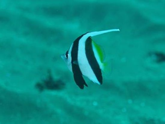 体験ダイビング 伊豆北川（ほっかわ） 海をのぞきたいけど不安な方でも信頼サポートで安心＜ビーチ／1ダイブ＞by ダイブ グリーン