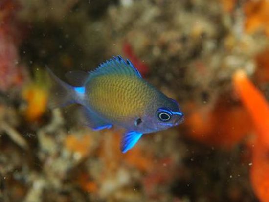 FB8月シュノーケリング