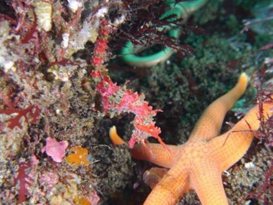 シュノーケリングツアー　北川専門のダイブショップが水中の楽しみ方をガイド！3歳から参加OK＜伊豆北川（ほっかわ）駅から送迎可／東伊豆町＞by ダイブ グリーン