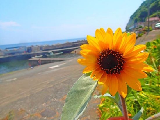 シュノーケリングツアー　北川専門のダイブショップが水中の楽しみ方をガイド！3歳から参加OK＜伊豆北川（ほっかわ）駅から送迎可／東伊豆町＞by ダイブ グリーン