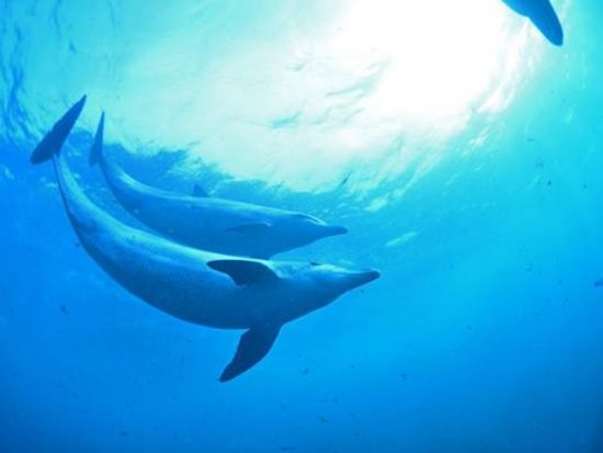 ファンダイビング 伊豆北川（ほっかわ）の青く澄んだ海で魚たちと広々満喫＜ボート／1～3ダイブ＞by ダイブ グリーン