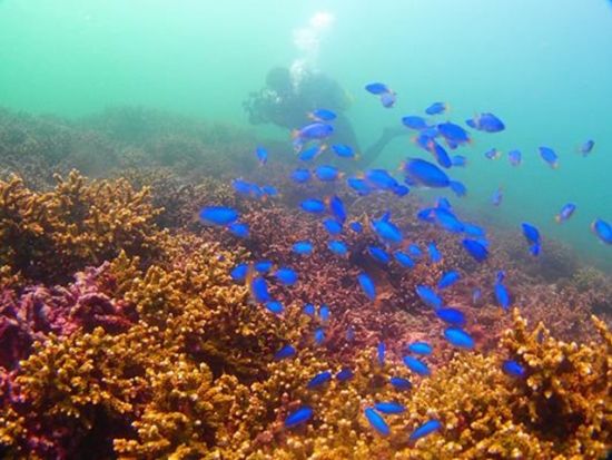 ファンダイビング 伊豆北川（ほっかわ）の青く澄んだ海で魚たちと広々満喫＜ボート／1～3ダイブ＞by ダイブ グリーン