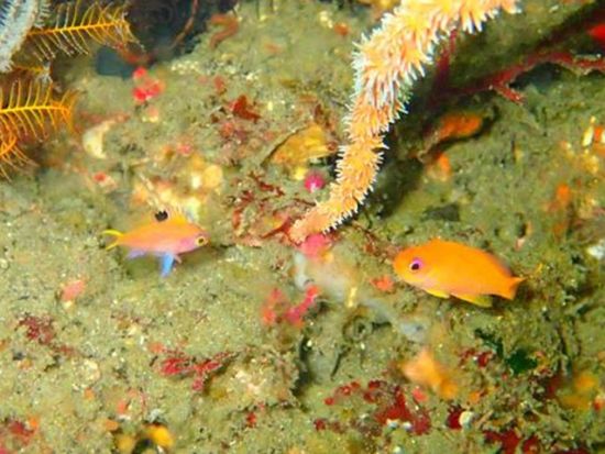 ファンダイビング 伊豆北川（ほっかわ）の青く澄んだ海で魚たちと広々満喫＜ボート／1～3ダイブ＞by ダイブ グリーン