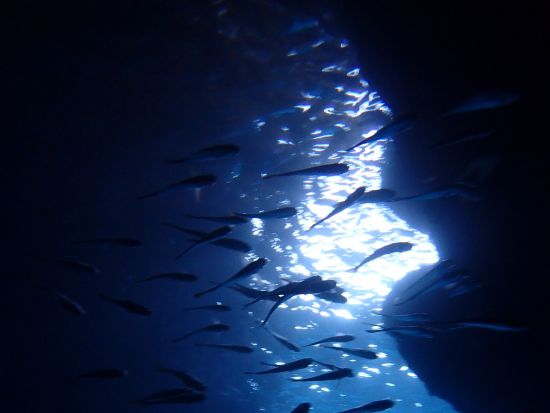 青の洞窟 シュノーケリング　知識と遊び心たっぷりのユニークガイドが好評！混みにくい早朝7時便あり＜ビーチエントリー／真栄田岬集合＞