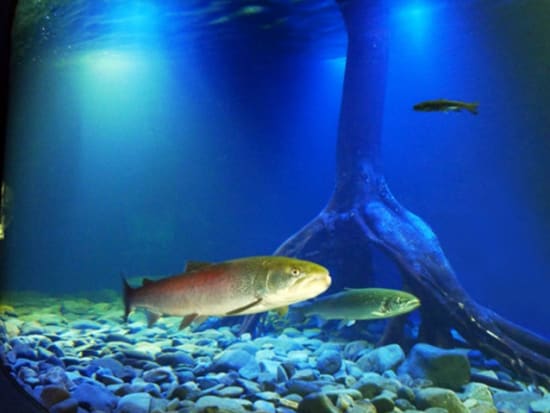北の大地の水族館 入館チケット 日本一と世界初がある水族館を満喫！＜北見市＞
