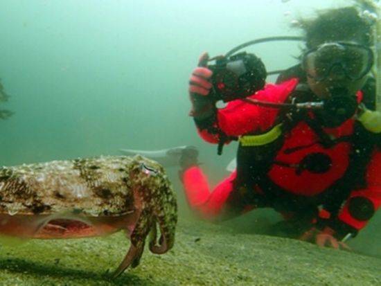 体験ダイビング 生物豊富な芝崎海岸 1対2の少人数制でご案内！＜ビーチ／1ダイブ／葉山＞by 湘南DIVE 葉山タンクサービス店