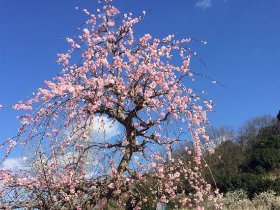 武雄市内発着観光タクシー　佐賀市内満喫コース　佐賀城本丸歴史館＋大隈記念館＋歴史民俗館＋太宰府天満宮にも立ち寄り ＜8.5時間＞ by 温泉タクシー