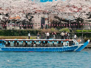River cruise under sakura cherry trees in Tokyo