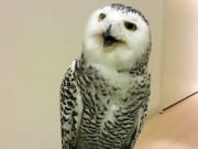 An owl that looks like he is laughing