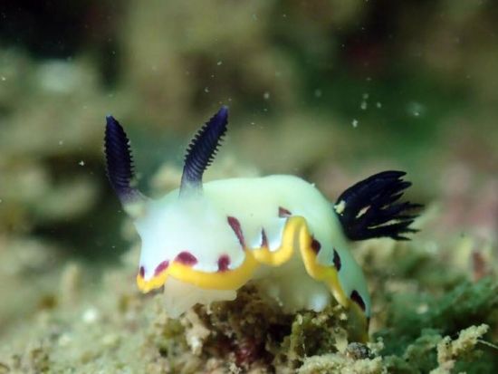 体験ダイビング 生物豊富な芝崎海岸 1対2の少人数制でご案内！＜ビーチ／1ダイブ／葉山＞by 湘南DIVE 葉山タンクサービス店