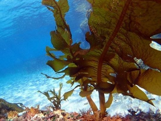 体験ダイビング 生物豊富な芝崎海岸 1対2の少人数制でご案内！＜ビーチ／1ダイブ／葉山＞by 湘南DIVE 葉山タンクサービス店