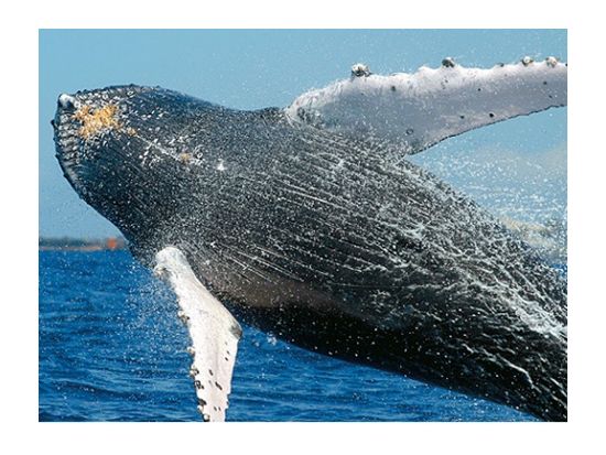 ホエールウォッチングクルーズ 　大型カタマラン船を利用！午前または午後から選べる＜12～4月／軽食＆ドリンク飲み放題付き／マアラエア港発＞