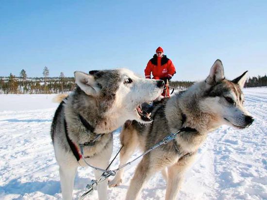 Husky farm, snowmobile safari, Lapland