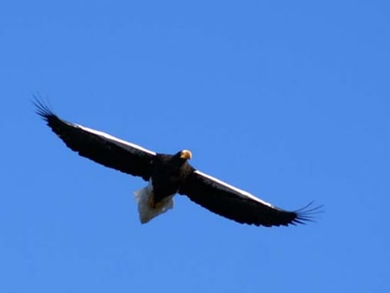 動物ウォッチングツアー  世界遺産知床で天然記念物オオワシ＆オジロワシなどを野生動物の観察と撮影を楽しむ！ 地元ベテランガイドがご案内＜10月～3月／斜里町＞