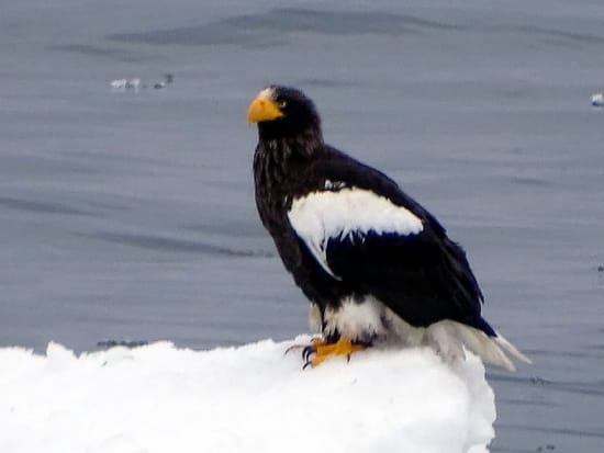 動物ウォッチングツアー  世界遺産知床で天然記念物オオワシ＆オジロワシなどを野生動物の観察と撮影を楽しむ！ 地元ベテランガイドがご案内＜10月～3月／斜里町＞