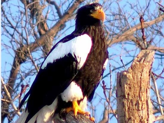 動物ウォッチングツアー  世界遺産知床で天然記念物オオワシ＆オジロワシなどを野生動物の観察と撮影を楽しむ！ 地元ベテランガイドがご案内＜10月～3月／斜里町＞