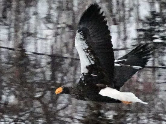 動物ウォッチングツアー  世界遺産知床で天然記念物オオワシ＆オジロワシなどを野生動物の観察と撮影を楽しむ！ 地元ベテランガイドがご案内＜10月～3月／斜里町＞