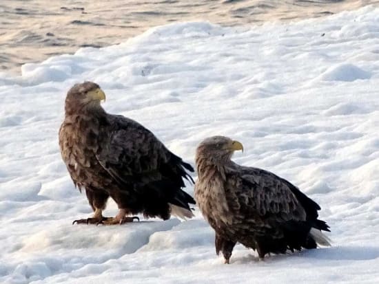 動物ウォッチングツアー  世界遺産知床で天然記念物オオワシ＆オジロワシなどを野生動物の観察と撮影を楽しむ！ 地元ベテランガイドがご案内＜10月～3月／斜里町＞