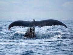 20150820190515_437049_11_Whale (1)