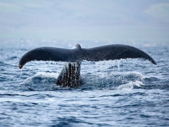 ホエールウォッチ＋ダイヤモンドヘッド日の出ハイキング＜ワイキキ送迎可／11/15～3/31＞