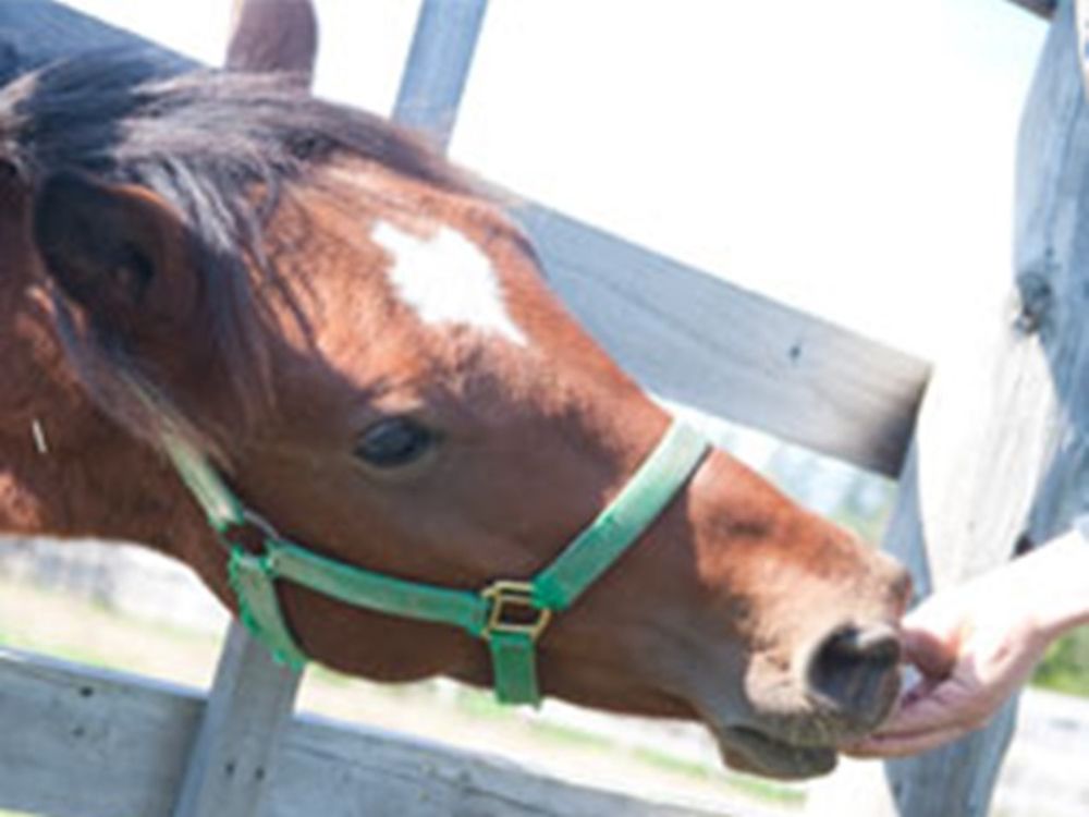 Petting Zoo and Animal Feeding Experience in Biei tours, activities, fun things to do in Furano/ Biei/ Asahikawa(Hokkaido)|VELTRA Petting Zoo and Animal Feeding Experience in Biei tours, activities, fun things to do in Furano/ Biei/ Asahikawa(Hokkaido)|VELTRA