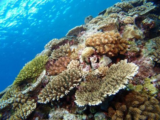 慶良間シュノーケリング　クルージングしながらサンゴ礁の美しいポイントへ！＜半日／那覇発＞