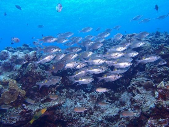 慶良間ファンダイビング 海を知り尽くした老舗のガイディングで慶良間ブルーへご案内 1名参加OK！ ＜1日／2ダイブ／那覇市内送迎無料＞