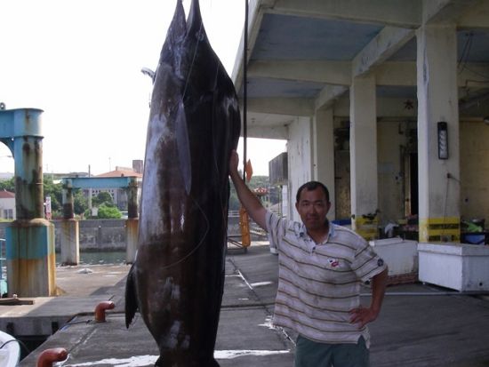 カジキ釣り体験　船をチャーターして大物狙いの本格釣り！＜半日または1日／与那国島＞