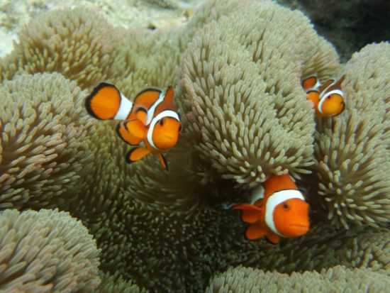 宮古島 青の洞窟シュノーケリング＋体験ダイビング マンツーマン制で安心！ビジャスリーフも楽しめちゃう！＜ボート／1ダイブ／シュノーケル2ポイント／伊良部島＞