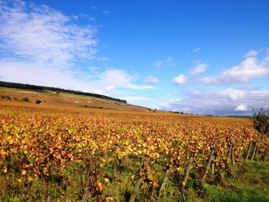 【貸切】ブルゴーニュ地方　ワイナリー＆ワインの名所を巡るセミオーダーツアー！選べる2つのアクティビティとワイン試飲付きランチ＜日本語ガイド／ディジョン発着＞