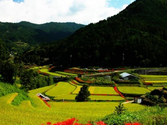 草木染体験 奈良 明日香の里でバンダナやストールを作る＜明日香村＞