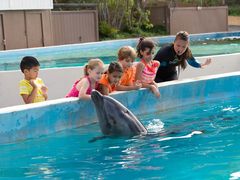 DolphinRoyalSwim2