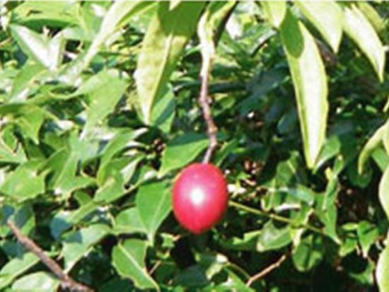 やんばるマングローブトレッキングツアー　歩きやすい遊歩道コースでマングローブに生息する生き物を観察＜やんばる（東村）＞by やんばる.クラブ