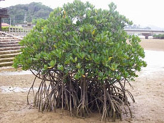 やんばるマングローブトレッキングツアー　歩きやすい遊歩道コースでマングローブに生息する生き物を観察＜やんばる（東村）＞by やんばる.クラブ