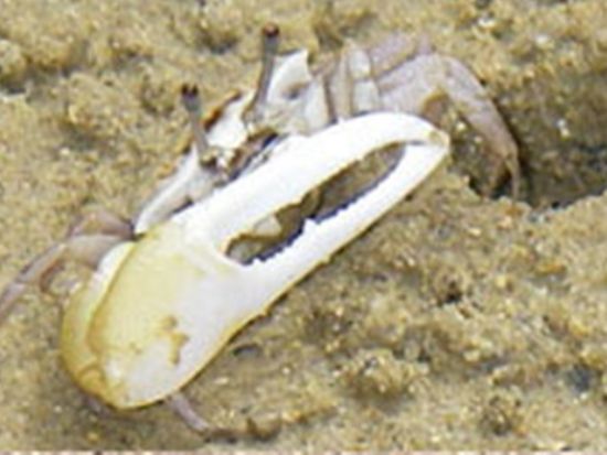 やんばるマングローブトレッキングツアー　歩きやすい遊歩道コースでマングローブに生息する生き物を観察＜やんばる（東村）＞by やんばる.クラブ