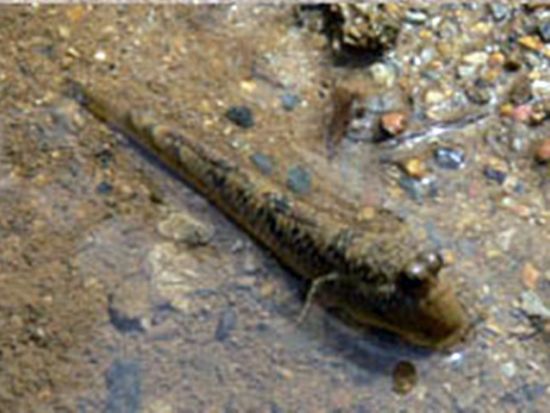 やんばるマングローブトレッキングツアー　歩きやすい遊歩道コースでマングローブに生息する生き物を観察＜やんばる（東村）＞by やんばる.クラブ