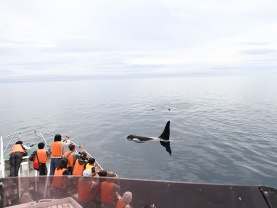 知床羅臼ホエールウォッチングクルーズ　根室海峡でクジラ・イルカ・シャチを観察！0歳～参加OK 前日15時まで予約可＜4～10月／羅臼発＞ by 観光船はまなす